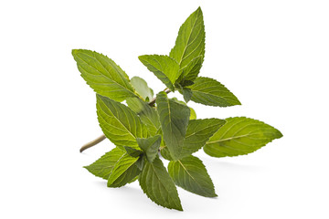 Fresh young spearmint closeup isolated on white background. Mentha spicata. Spearmint green leafs, healthy aroma © Simic Vojislav