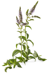 Fresh young spearmint plant with flowers isolated on white background. Mentha spicata. Spearmint green leafs, healthy aroma