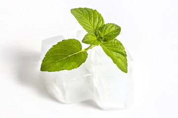 Fresh young mojito mint closeup on ice cubes isolated on white background. Mojito green leafs on ice, healthy aroma