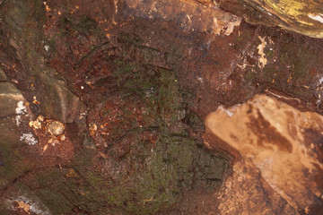 bark covered with moss, background, close up 