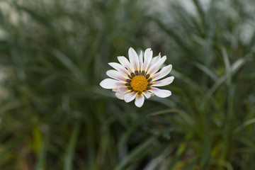 Beautiful white daisy flower with blurred background  