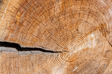 Naklejka premium Old cross wood saw cut with one large crack and a lot of microcracks and annual rings.