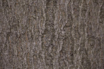 Obraz premium closeup on the bark, background