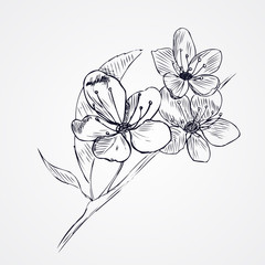 hand-drawn cherry blossom