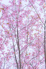 Wild Himalayan Cherry ( Prunus cerasoides ) ( Sakura in Thailand )