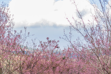 Wild Himalayan Cherry ( Prunus cerasoides ) ( Sakura in Thailand )
