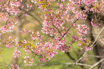 Wild Himalayan Cherry ( Prunus cerasoides ) ( Sakura in Thailand )