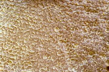 Fresh honey in the sealed comb frame