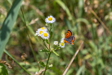 Butterfly in the Meadow