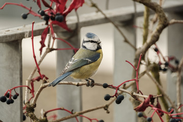Blaumeise