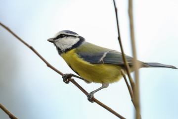 Blaumeise