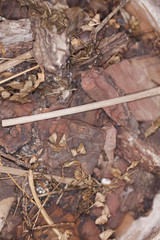 bark from tree, closeup natural background