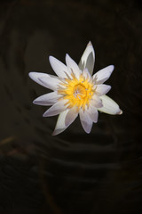 whtie  waterlily