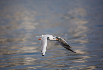 A flying bird