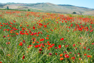 Sicily landscape - red poppy flowers in the fiels