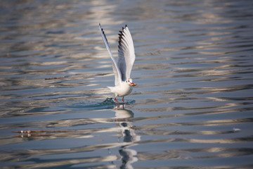 A flying bird