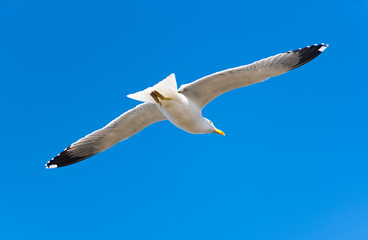 Fototapeta premium Seagull flying in blue sky, close-up of seagull flying over blue sky