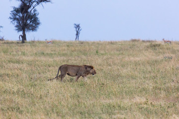 Hungriger Löwe in der Serengeti