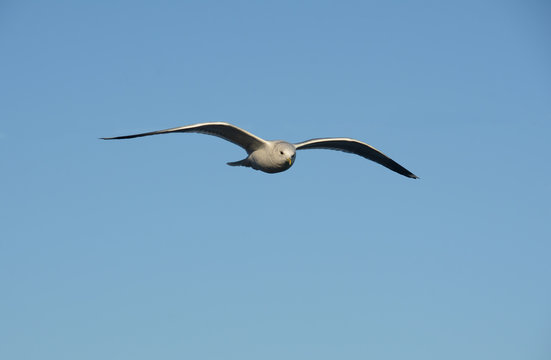 Seagull on the sky