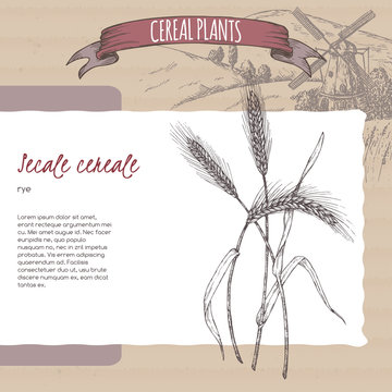 Rye aka Secale cereale sketch. Cereal plants collection.