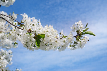 Spring flowers. Beautifully blossoming tree branch. Welcome spring.
