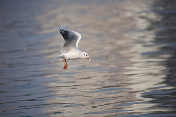 A flying bird