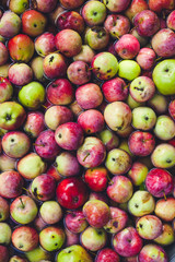 apples in the water.