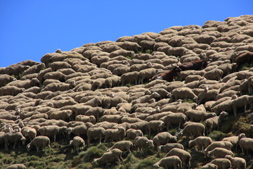 Une montagne de moutons