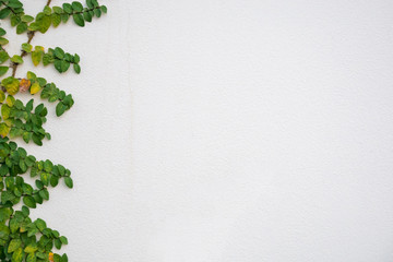 green ivy plant climbing on white wall with copy space