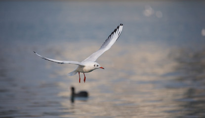 A flying bird