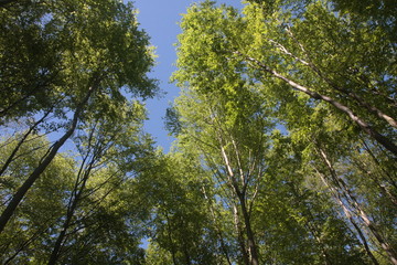 Obraz premium arbres au printemps