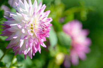 Fototapeta premium Dahlia white and purple flower. Field of beautiful blooming pink dahlia flowers. Dahlias growing in the garden.