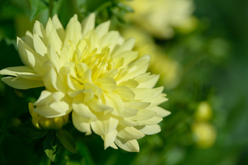 Dahlia fleur blanche et jaune. Champ de belles fleurs de dahlia en fleurs. Dahlias poussant dans le jardin.