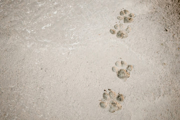Fototapeta na wymiar Dog footprints on cement concrete floor background