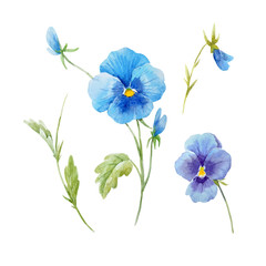 Watercolor pansy flower vector set