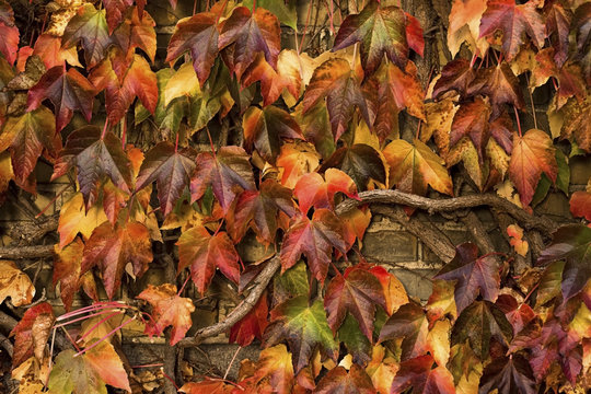 Autumn Leaf Colors