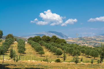 Sicilian landscape with olive trees in the olive garden in Mediterranean valley