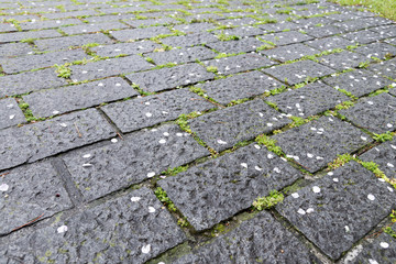 Green moss and fallen cherry blossom leaves on paving bricks/stone footpath, background and texture