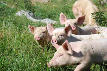 Some piglets run in a meadow