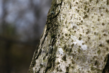 nahaufnahme einer birke im herbst 