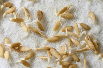 Sprouted seeds of cucumbers on white gauze fabric close-up