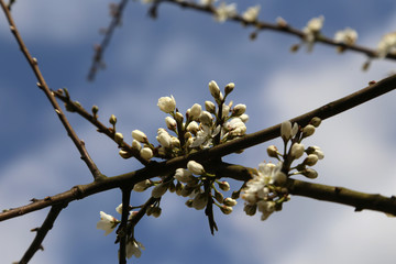 apfelblüte in norddeutschland