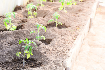 The seedlings of bell pepper in greenhouse with sun light closeup