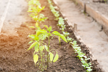 The seedlings of bell pepper in greenhouse with sun light
