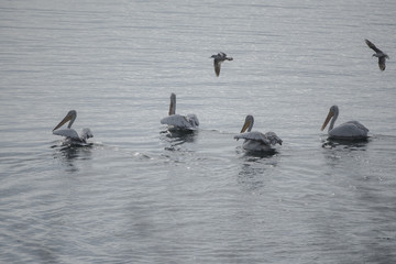 The pelicans in the harbor