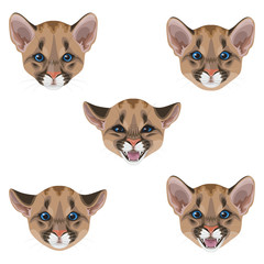 Fototapeta premium Little Puma Muzzle Set