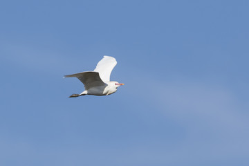 Garcilla bueyera (Bubulcus ibis) volando en cielo azul
