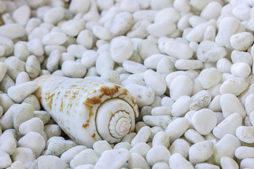 One sea shell