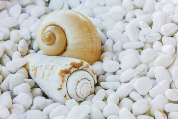 Fototapeta na wymiar Two sea shells