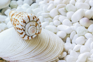 One sea shell